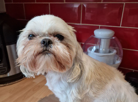 Selena &ndash; Beautiful Shih Tzu Girl
