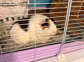 2 Male guinea pigs looking for a good home.