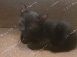 11 kittens for sale
