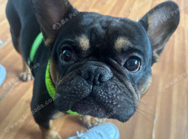 French bulldog