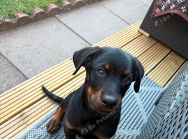Rottweiler puppies