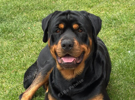 Gorgeous stud dog