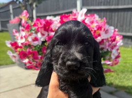 Stunning show cocker spaniels