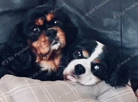 Older Cavalier Wanted