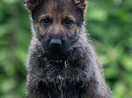 Health Tested Czech German Shepherd Puppies