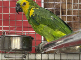 Amazon parrot