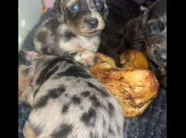 DACHSHUND PUPPIES FOR FOREVER HOMES