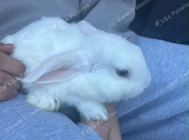 Lop eared x mini Rex