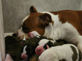 Staffordshire Bull Terrier puppies