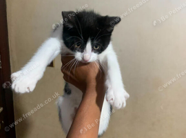 male kitten