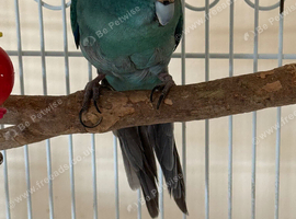 Kakariki