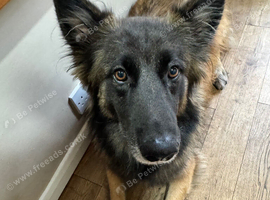 1/2 Belgium Shepard 1/2 German Shepard