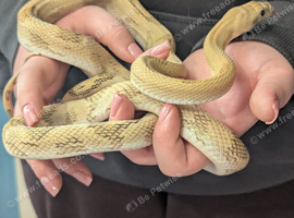 Blonde Pesco rat snake for sale