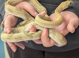 Blonde Pesco rat snake
