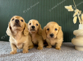 Cream Longhair Miniature dachshund