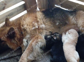 4 longhaired Germanshepherds  looking for new homes