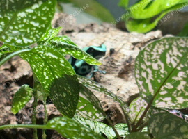 Poison dart frogs and melanistic whites tree frog