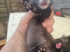 Young polecat ferrets