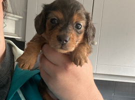 Stunning long hair dachshunds