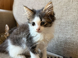 Long Haired Kittens Ready Now (READ DESCRIPTION)