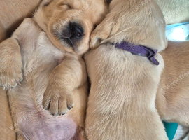 QUALITY Labrador retriever puppies KC Reg