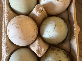 6 x hatching eggs