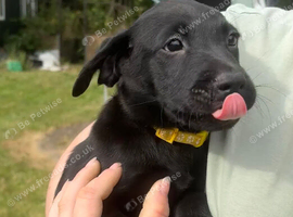 2 beautiful puppies left