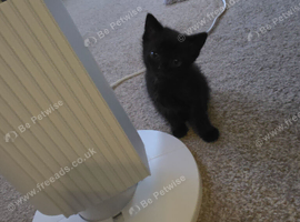 Kittens