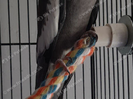 Male cocktail