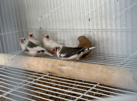 Stunning pied zebra finches