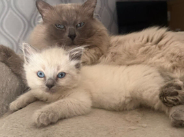1 girl 1 boy left  Beautiful ragdoll kittens