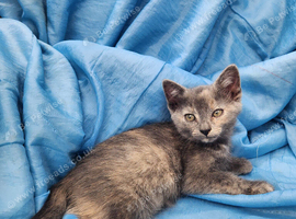 11 adorable kittens for sale
