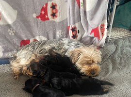 Yorkshire terrier puppies available-vaccinated,chipped & insured