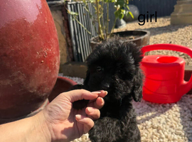 cockapoo puppies for sale