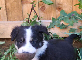 Black and white Border collie puppies