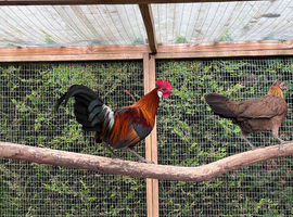 Red jungle fowl