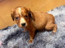 Cocker spaniels
