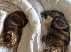 Bengal mix sisters