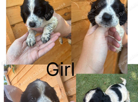 Cockapoo puppies