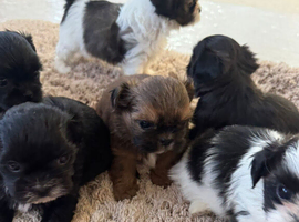 Stunning 6 babies