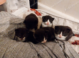 Black and White kittens