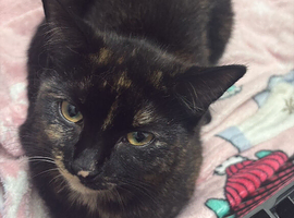 Female kitten
