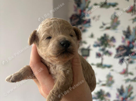 Cavapoo puppies