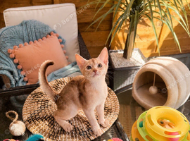 Champion BL Cinnamon Silver Abyssinian Female Available