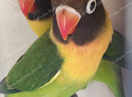 Green black masked love birds