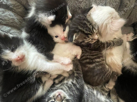 4 kittens for sale