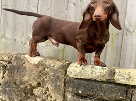 KC Reg PRA clear DNA health tested STUD!