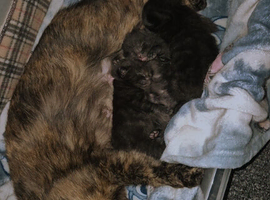 Selling 3 tortoiseshell mixed bombay kittens