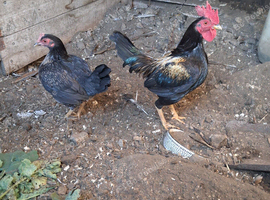 Miniature game birds