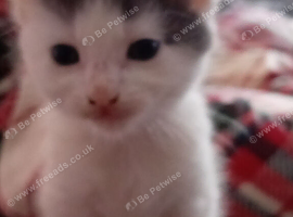 Kittens have just been weaned and litter trained